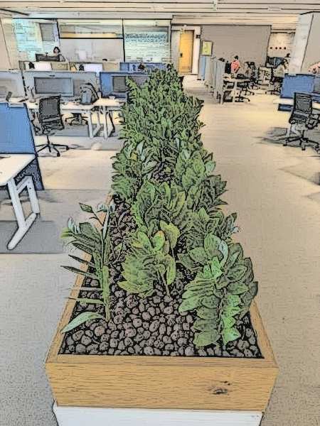 Office Plants: Should You Rent or Buy Outright?