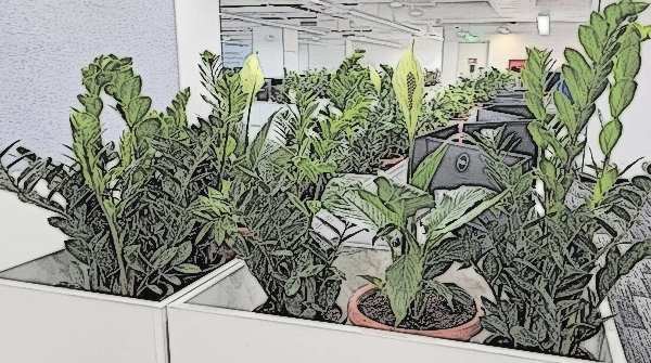WSP Manyata Tech Park Floor Greenery Vista