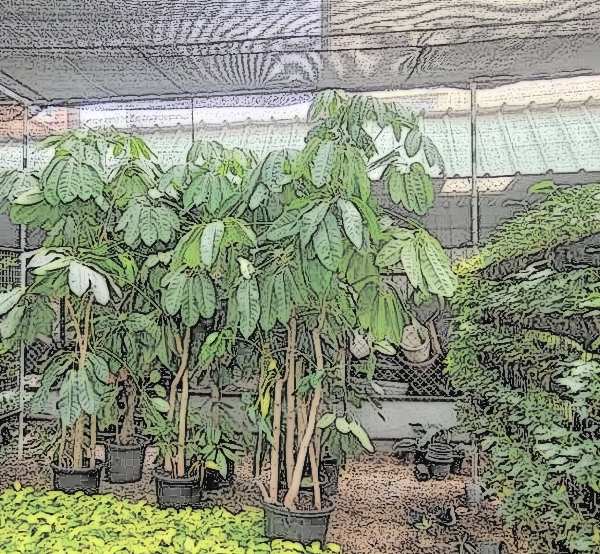 Rajahmundry Propagation & Mother Farm