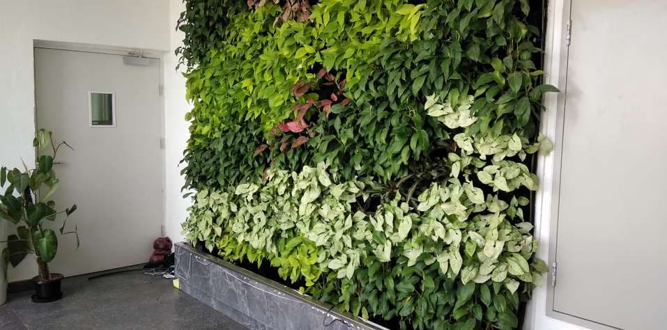 Engineered Interior Living Walls detail photographic vista 1