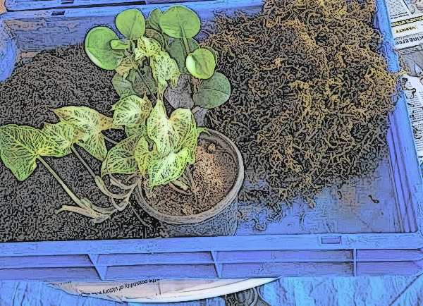 Team green learning takeaway planters
